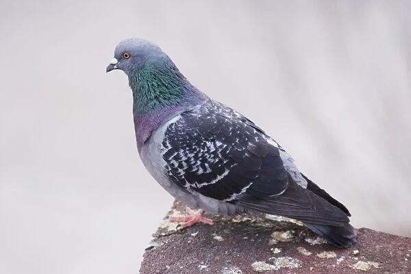 Feral Pigeon (Columba livia) adult, Istanbul, Turkey, March