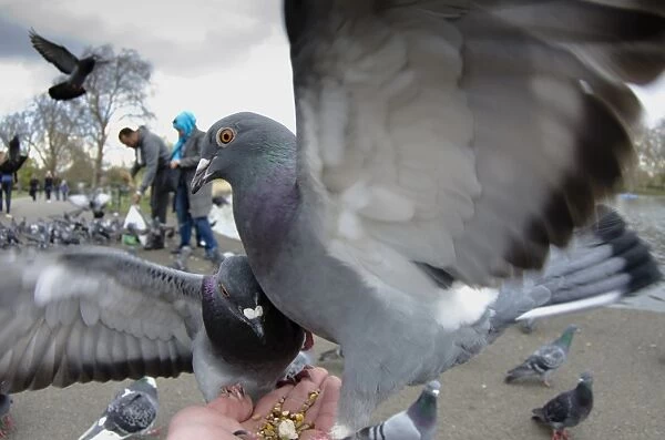 Feral Pigeon (Columba livia) adults, feeding from hand in urban parkland, London, England, April
