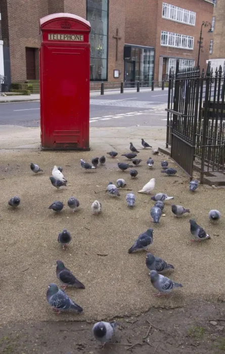 Framed Print : Feral Pigeon (Columba livia) adults, flock feeding on pavement beside red telephone box, Islington, Inner London Framed Print : Feral Pigeon (Columba livia) adults, flock feeding on pavement beside red telephone box, Islington, Inner London
