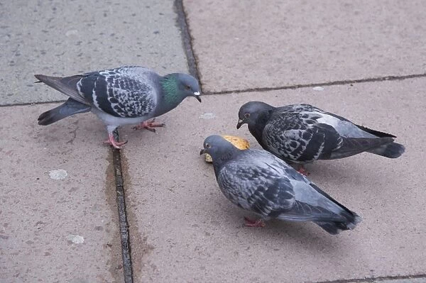 Feral Pigeon (Columba livia) three adults, feeding on bread, Kings Cross, Islington, Inner London, England, March