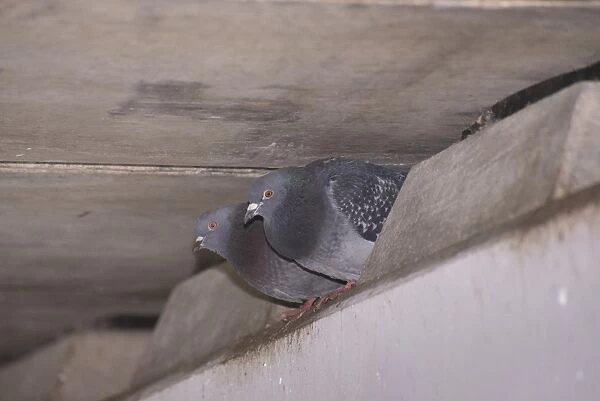 Feral Pigeon (Columba livia) two adults, roosting under bridge, Regents Canal, Islington, Inner London, England, March