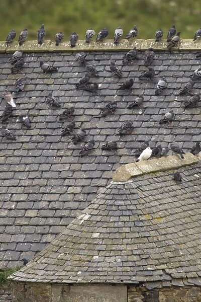 Feral Pigeon (Columba livia) flock, standing on slate roof of disused building, Berwickshire, Scottish Borders