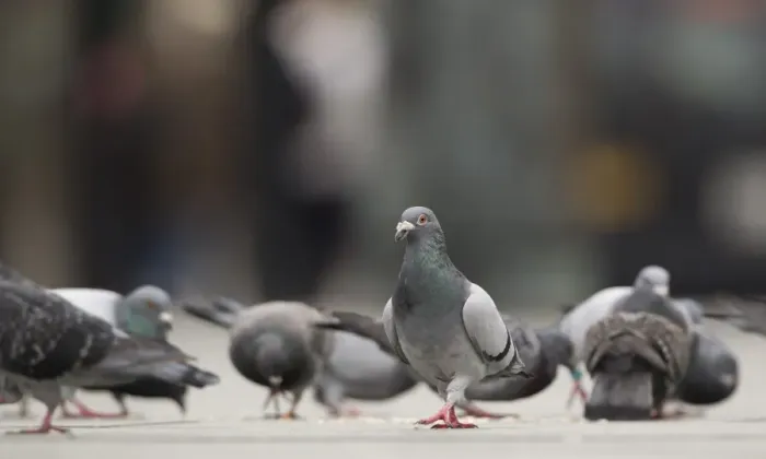 Framed Print : Feral Pigeon (Columba livia) flock, feeding on pavement in city, Sheffield, South Yorkshire, England, october
