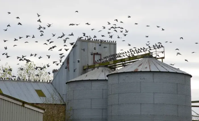 Framed Print : Feral Pigeon (Columba livia) flock, in flight, landing on metal grain silos, Grange, Perth and Kinross, Scotland, november