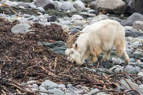 Feral white goat feeding on sea weed on stone beach Isle of Jura, Scotland