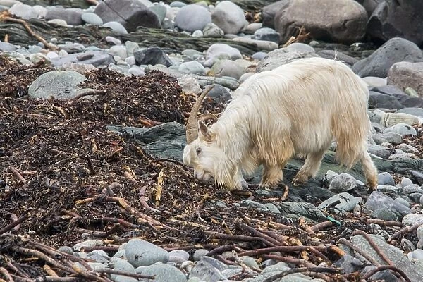 Feral white goat feeding on sea weed on stone beach Isle of Jura, Scotland