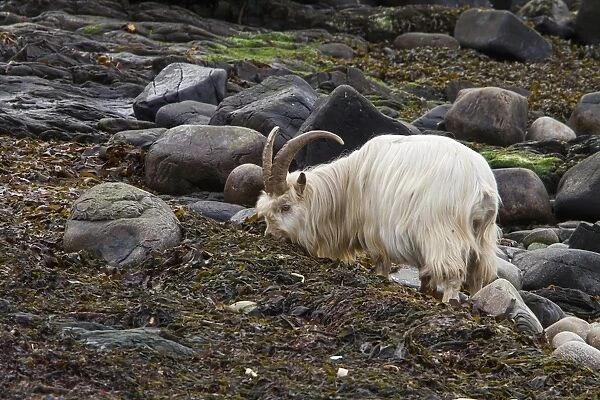 Feral White Goat feeding on seaweed