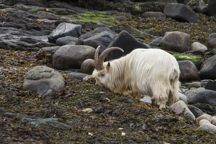 Framed Print : Feral White Goat feeding on seaweed