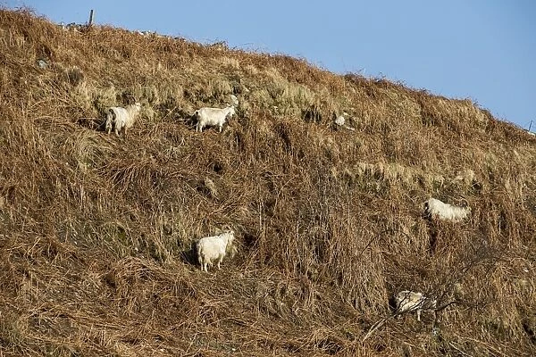 Feral white goats feeding on bracken covered hill side, Isle of Jura, Scotland