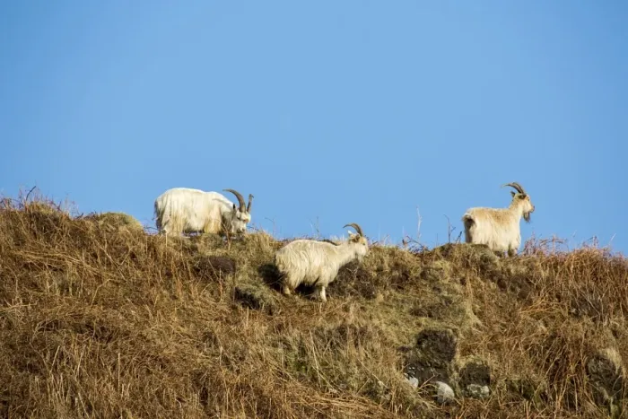 Framed Print : Feral white goats feeding on bracken covered hill side, Isle of Jura, Scotland