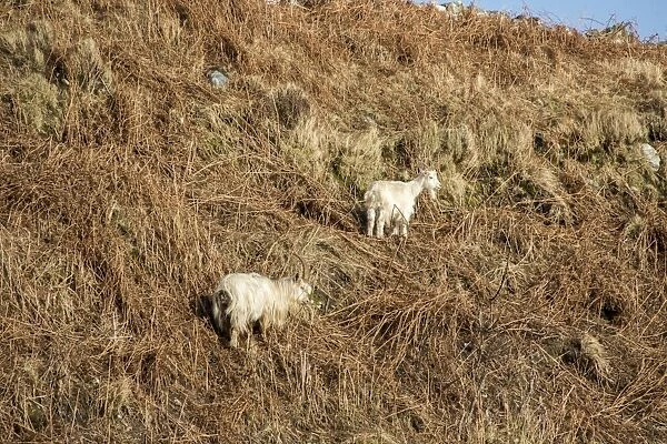Feral white goats feeding on bracken on Isle of Jura, Scotland. Legend has it that they are descended from animals
