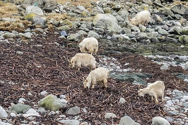 Feral white goats feeding on sea weed on stone beach Isle of Jura, Scotland