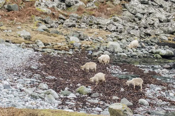 Framed Print : Feral white goats feeding on sea weed on stone beach Isle of Jura, Scotland Framed Print : Feral white goats feeding on sea weed on stone beach Isle of Jura, Scotland