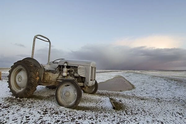 Ferguson TE20, Little Grey Fergie tractor, on snow covered grazing marsh at sunset, Elmley Marshes N. N. R