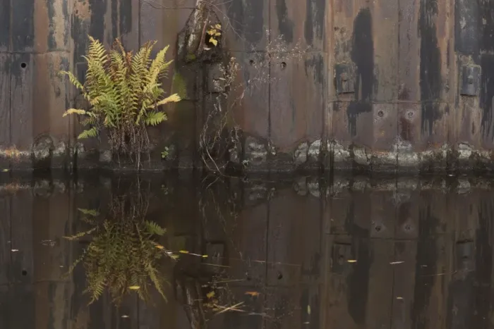 Framed Print : Fern (Pteridophyta sp. ) growing on rusty metal sheets on canal side, Sheffield, South Yorkshire, England, november Framed Print : Fern (Pteridophyta sp. ) growing on rusty metal sheets on canal side, Sheffield, South Yorkshire, England, november