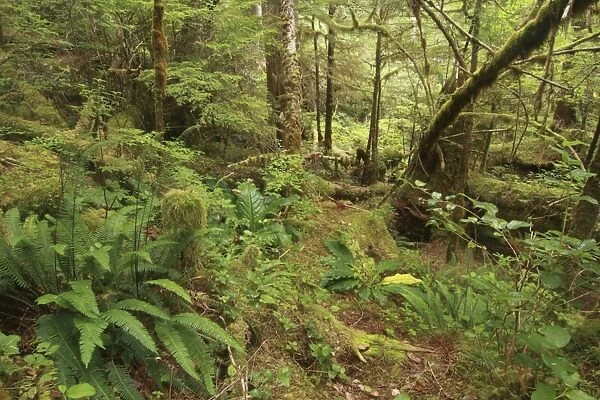 Ferns and moss covered trees in temperate coastal rainforest habitat, Coast Mountains, Great Bear Rainforest
