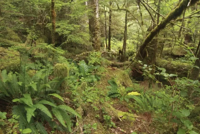 Framed Print : Ferns and moss covered trees in temperate coastal rainforest habitat, Coast Mountains, Great Bear Rainforest Framed Print : Ferns and moss covered trees in temperate coastal rainforest habitat, Coast Mountains, Great Bear Rainforest