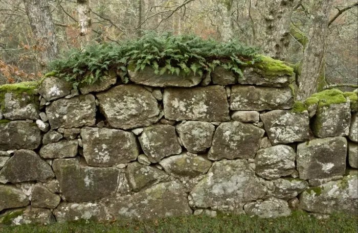 Framed Print : Ferns and mosses growing on ancient granite wall, enclosing 16th century deer park, Whiddon Deer Park, Teign Valley Framed Print : Ferns and mosses growing on ancient granite wall, enclosing 16th century deer park, Whiddon Deer Park, Teign Valley