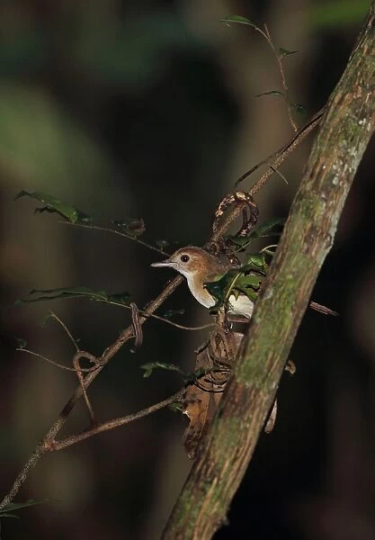 Ferruginous Babbler (Trichastoma bicolor) adult, perched on twig, Way Kambas N. P