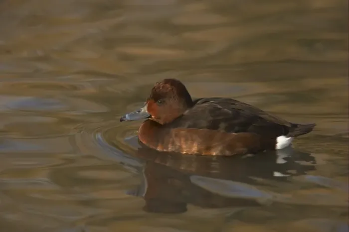 Framed Print : Ferruginous Duck (Aythya nyroca) adult female, swimming, Slimbridge W. W. T. (captive)