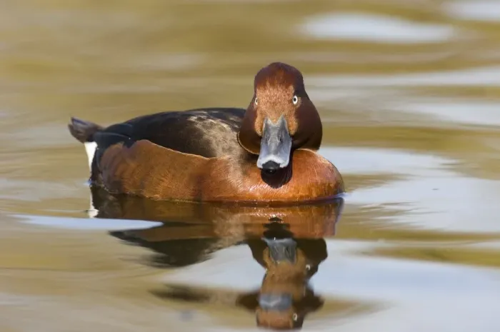 Framed Print : Ferruginous Duck (Aythya nyroca) adult male, swimming, spring (captive) Framed Print : Ferruginous Duck (Aythya nyroca) adult male, swimming, spring (captive)