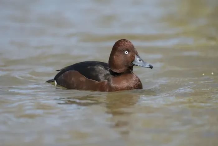Framed Print : Ferruginous Duck (Aythya nyroca) adult male, swimming on river (captive)