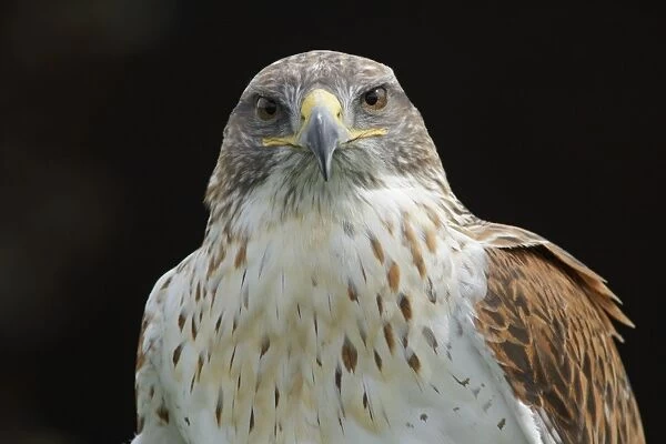 Ferruginous Hawk (Buteo regalis) adult, close up of head and chest (captive)