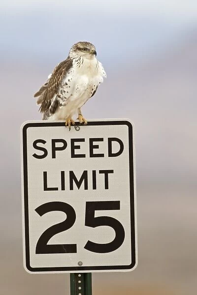 Ferruginous Hawk (Buteo regalis) light form, juvenile, perched on Speed Limit 25 roadsign, Bosque del Apache National Wildlife Refuge, New Mexico, U. S. A. december