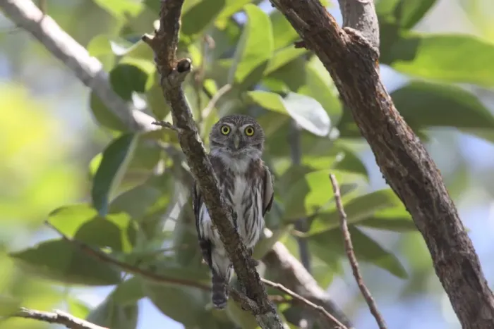 Framed Print : Ferruginous Pygmy-owl (Glaucidium brasilianum) adult, perched on branch in tree, Costa Rica, february Framed Print : Ferruginous Pygmy-owl (Glaucidium brasilianum) adult, perched on branch in tree, Costa Rica, february