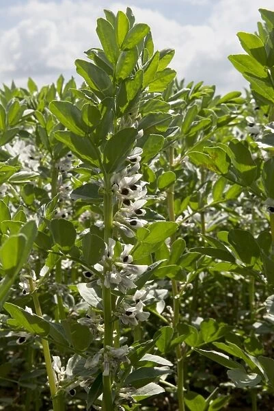 Field Bean, Vicia faba, crop in flower, West Berkshire, England, June