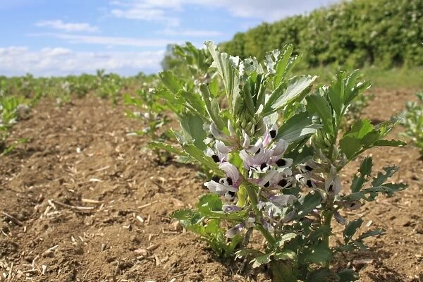 Field Bean (Vicia faba) flowering, young crop growing in field, Bacton, Suffolk, England, may