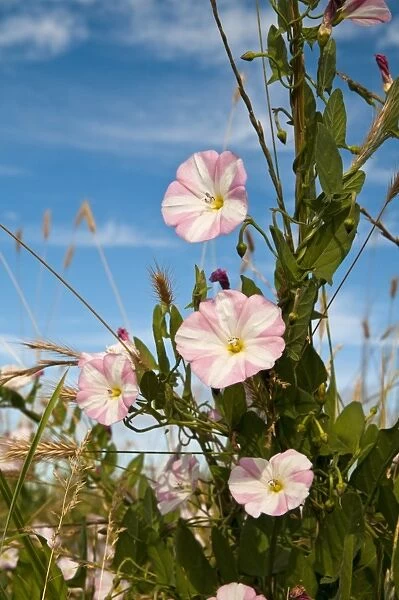 Field Bindweed (Convolvulus arvensis) flowering, twining around grasses, Crossness Nature Reserve, Bexley, Kent