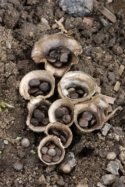Field Birds Nest Fungus (Crucibulum laeve) fruiting bodies, splash cups with peridiole spore capsules