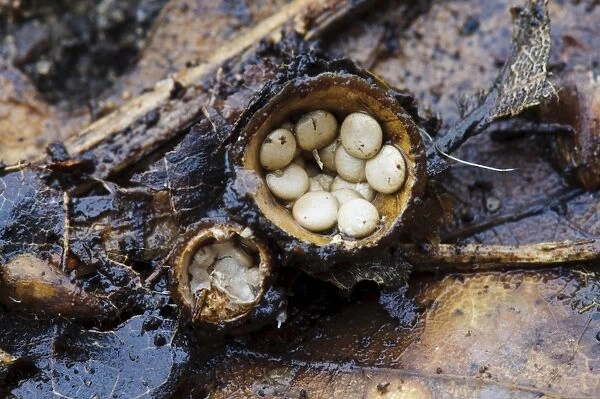 Field Birds Nest Fungus (Crucibulum laeve) fruiting bodies, splash cups after caps have come off to reveal peridiole