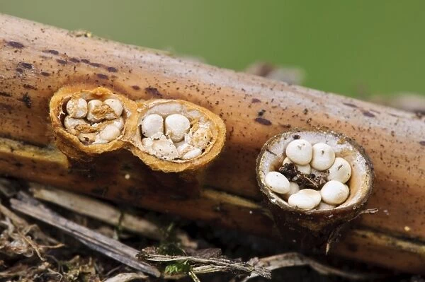Field Birds Nest Fungus (Crucibulum laeve) fruiting bodies, splash cups after caps have come off to reveal peridiole