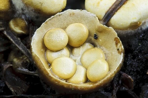 Field Birds Nest Fungus (Crucibulum laeve) fruiting body, splash cup after cap has come off to reveal peridiole spore