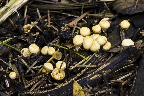Field Birds Nest Fungus (Crucibulum laeve) fruiting bodies, one with splash cup after cap has come off to reveal