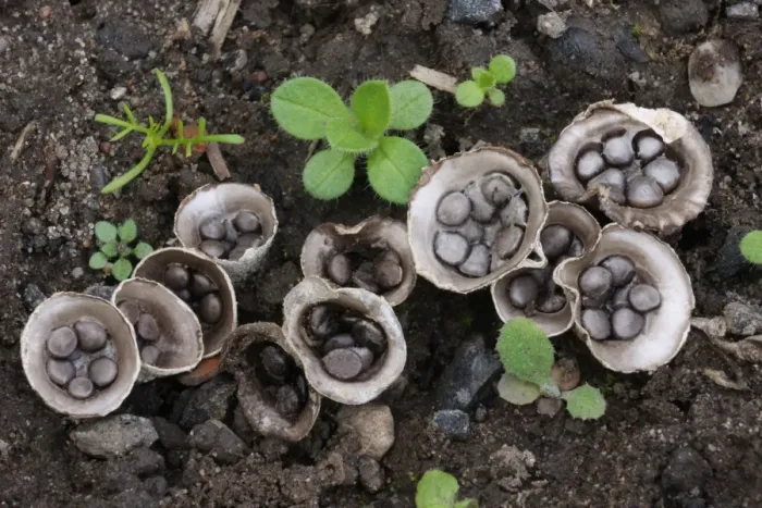Framed Print : Field Birds Nest Fungus (Crucibulum laeve) fruiting bodies, splash cups with peridiole spore capsules Framed Print : Field Birds Nest Fungus (Crucibulum laeve) fruiting bodies, splash cups with peridiole spore capsules