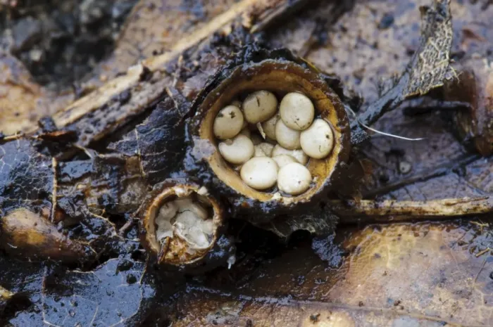 Framed Print : Field Birds Nest Fungus (Crucibulum laeve) fruiting bodies, splash cups after caps have come off to reveal peridiole