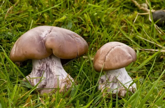 Framed Print : Field Blewit (Lepista saeva) fruiting bodies, growing in acid grassland, Quantock Hills, Somerset, England, november Framed Print : Field Blewit (Lepista saeva) fruiting bodies, growing in acid grassland, Quantock Hills, Somerset, England, november