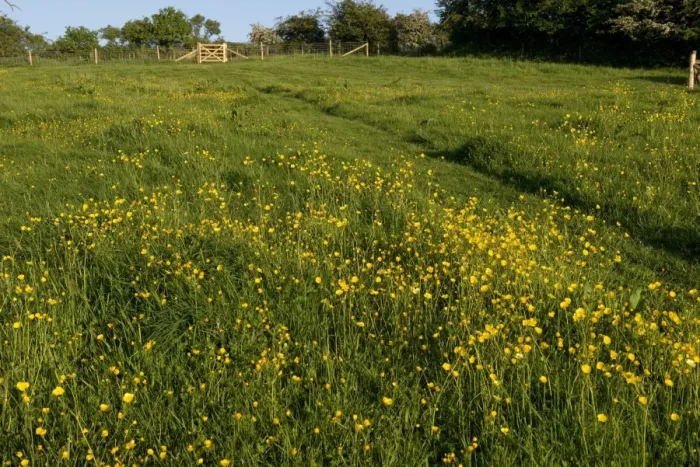 Framed Print : Field Buttercup, Ranunculus acris, flowering in a meadow lit by warm evening light