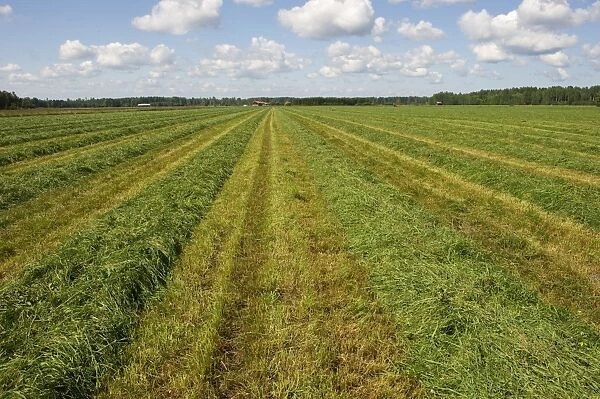 Field with cut grass for silage, Sweden, july