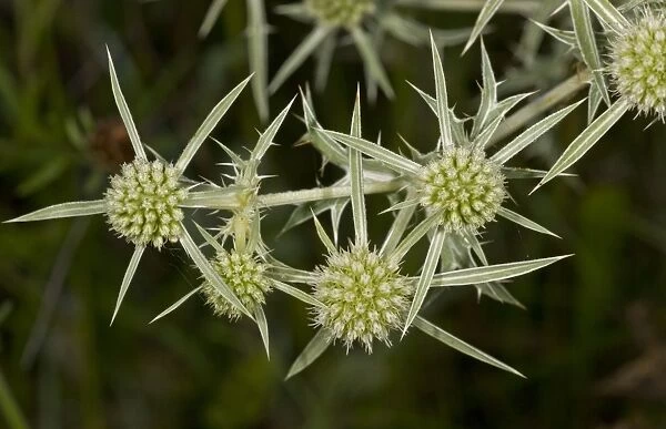 Field Eryngo (Eryngium campestre) close-up of flowers, France, August