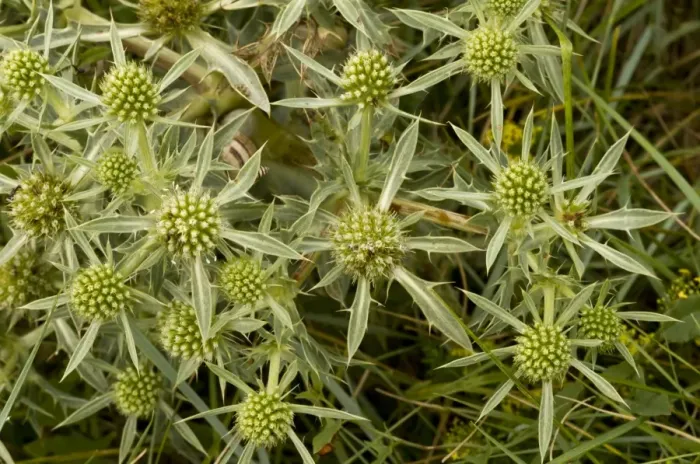 Framed Print : Field Eryngo (Eryngium campestre) flowering, August Framed Print : Field Eryngo (Eryngium campestre) flowering, August