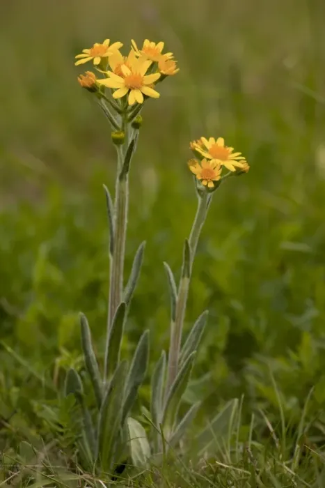 Framed Print : Field Fleawort (Tephroseris integrifolia ssp. integrifolia) flowering, growing on chalk downland, Martin Down, Hampshire, England, may Framed Print : Field Fleawort (Tephroseris integrifolia ssp. integrifolia) flowering, growing on chalk downland, Martin Down, Hampshire, England, may