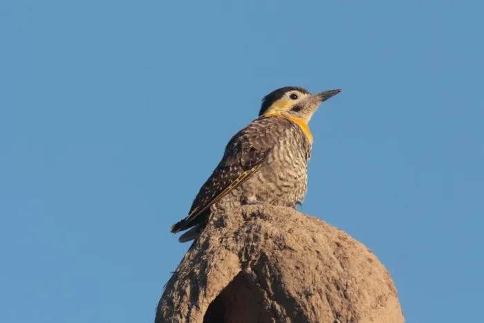 Framed Print : Field Flicker (Colaptes campestris campestroides) adult, perched on Hornero (Furnarius sp. ) mud nest, Colonia Carlos Pellegrini, Corrientes, Argentina, november