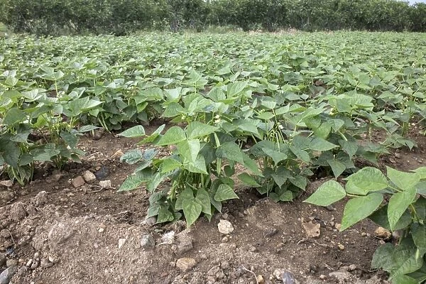 Field of French Beans - Bulgaria