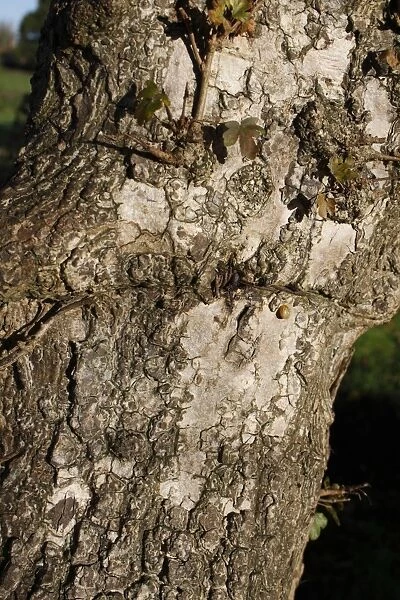 Field Maple (Acer campestre) close-up of bark, Thornham Magna, Suffolk, England, october