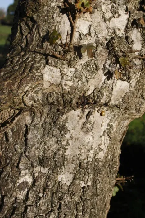 Framed Print : Field Maple (Acer campestre) close-up of bark, Thornham Magna, Suffolk, England, october