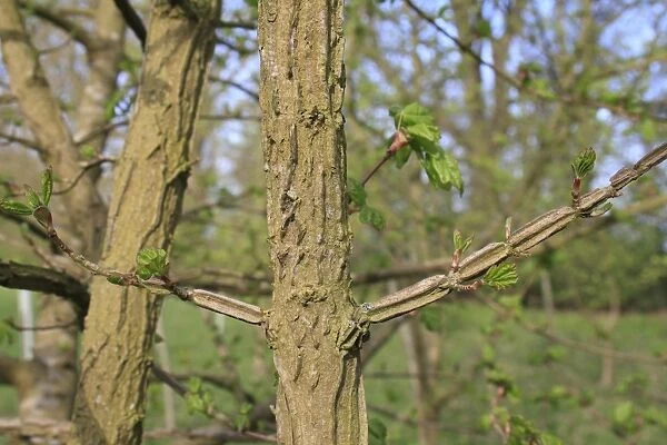 Field Maple (Acer campestre) close-up of corky twigs, growing in woodland, Vicarage Plantation, Mendlesham, Suffolk